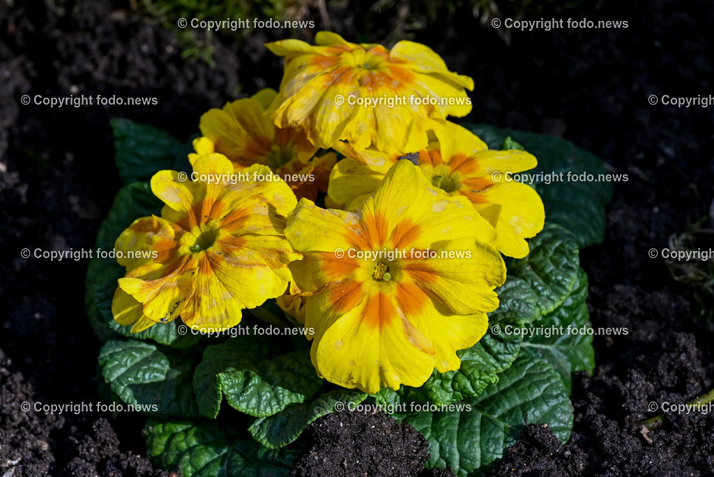 Fruehling_ Blumen_ Fruelingsboten_ 05.03.2025-14 | 05.03.2025, Linz, AUT, Fruehling, Blumen, Fruehlingsboten, im Bild Frühling, Blumen, Frühlingsboten, Fruehling, Fruelingsboten, Primel, Blütenpflanze, Vorfrühling