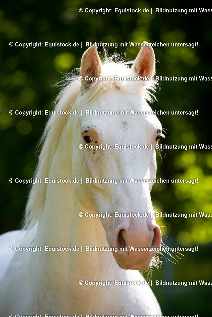 20150518_TOMsPiC_0153 | equistock