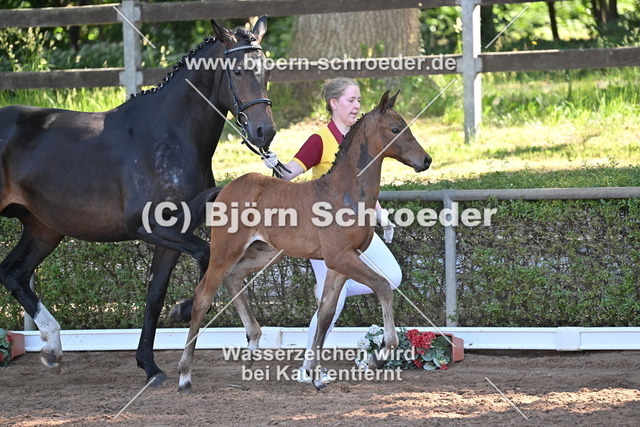 17_Conthalou - Cellestial_758_8389 | Björn Schroeder Pferdefotografie