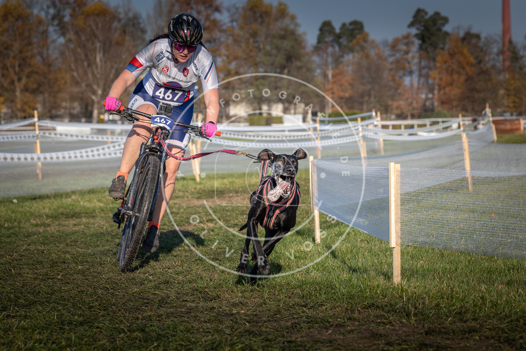 CaniXpix_0L8A4545 | Hundefotografie, Tierfotograf, Pfotenfotografie, Fotoshooting Hund, Hunde Portrait, Hundesport, Hundeportraits, Heideshooting, Hunde, Sportfotograf, Hundefotograf, Turnierhundsport, THS,  - Realisiert mit Pictrs.com