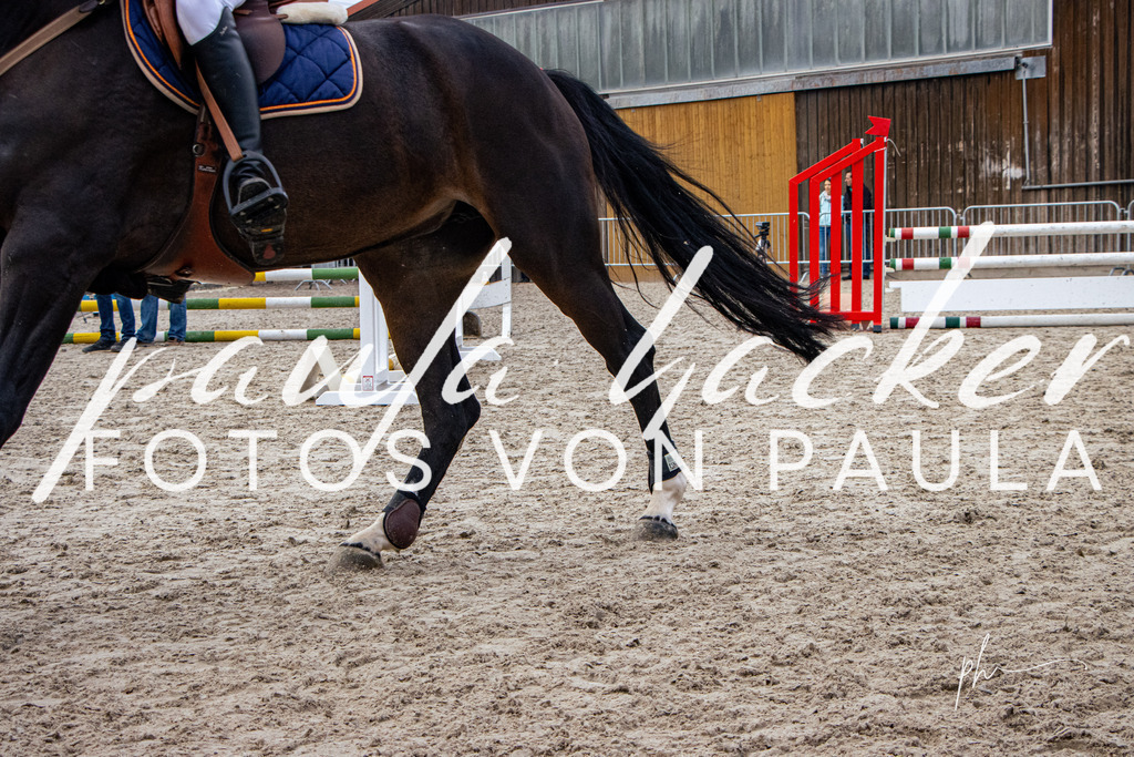 IMG_2800 | Erleben Sie dynamische Sport- und emotionale Tierfotografie in Süddeutschland mit Fotos von Paula. Spezialisiert auf Pferde- und Hundefotografie sowie Sportevents. Kontaktieren Sie mich für einzigartige und ausdrucksstarke Bilder Ihrer besonderen Momente. - Realisiert mit Pictrs.com