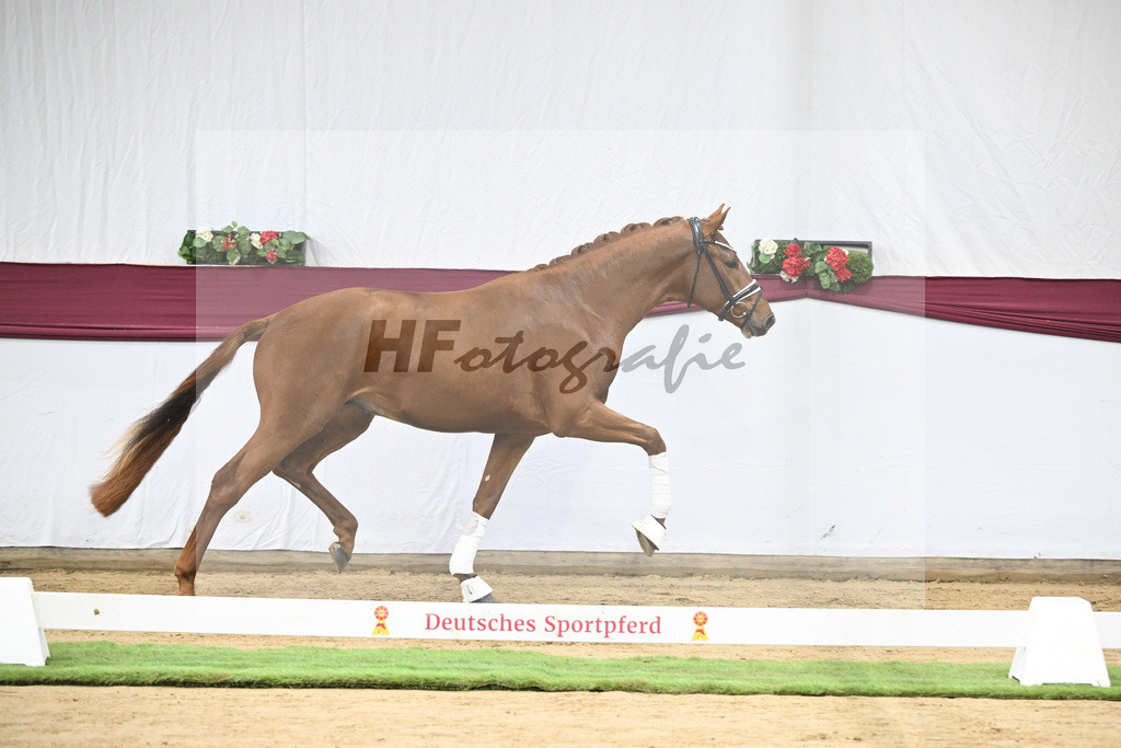 Kat-Nr. 107 Escanto PS x Vitalis_Angelina De Vittorio GmbH u Co. KG_47253429 | hf-fotografie - Realisiert mit Pictrs.com
