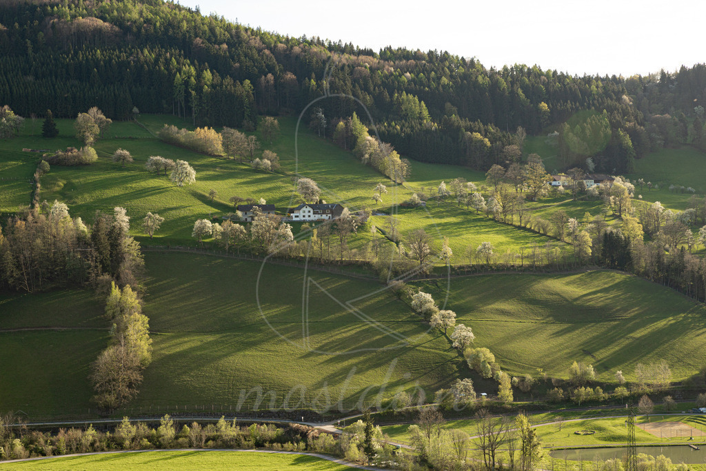 Birnbaumbluete_Mostviertel_2024_Mostdirn_Irmgard_Wieser-8257 | Ihre Fotografin im Lungau, ihre Fotografin im Mostviertel, Wandbilder Onlineshop, Imagefotos für Ihr Unternehmen,  - Realisiert mit Pictrs.com