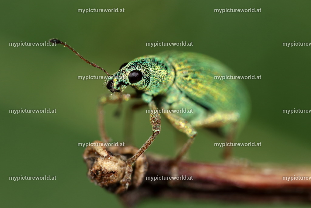 Polydrusus sericius-002 | Das Bilderarchiv über Tiere, Planzen und Landschaften. In der Bilddatenbank finden Sie ein große Auswahl an hochwertigen Bilder für Ihre Werbung - Realisiert mit Pictrs.com