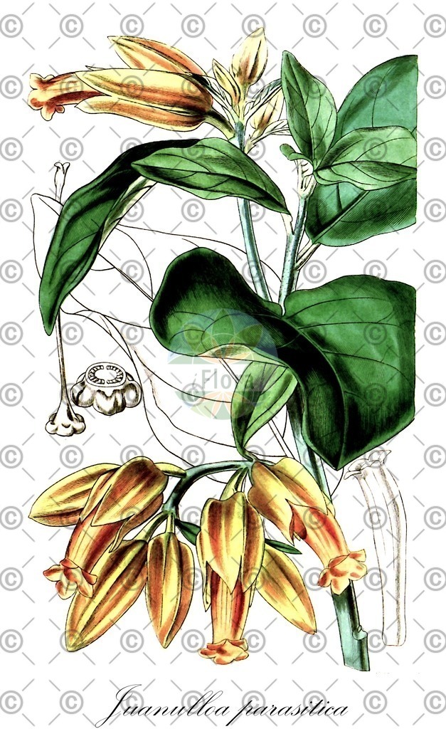 HistAbb_wfo-0000220212_2_ENZY_Simple | Historische Abbildung von Juanulloa parasitica - Solanaceae | Historical Illustration of Juanulloa parasitica - Solanaceae