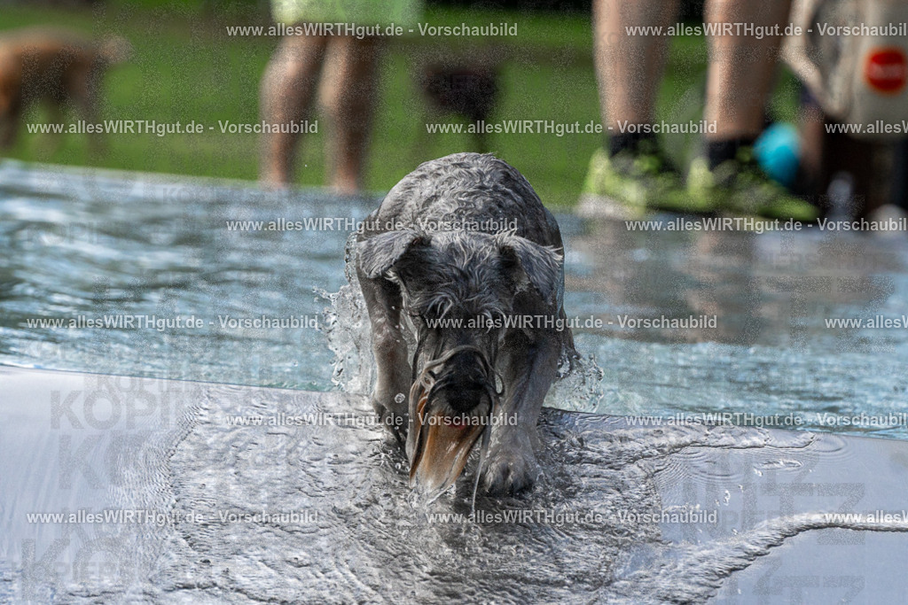 Hundeschwimmen_Volksbad_2026-allesWIRTHgut_Tierfotografie-2609061506-FAY07103 | Professionelle Tierfotografie in Mönchengladbach von Daniel Wirth (allesWIRTHgut). Liebevolle & natürliche Bilder von Hunden & Katzen für unvergessliche Erinnerungen.