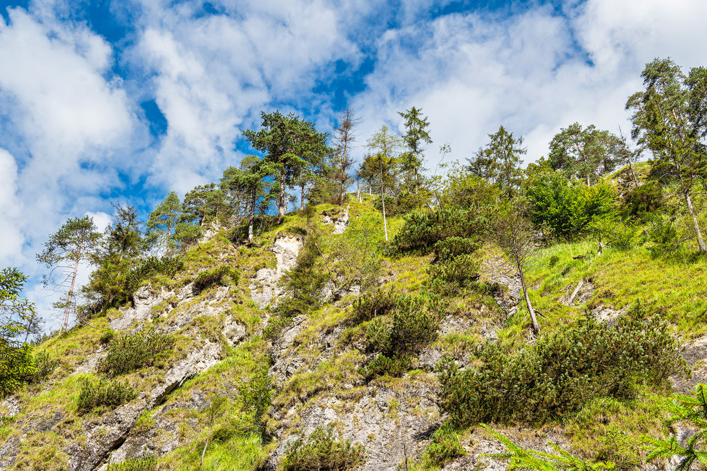 Berghang an der Almbachklamm im Berchtesgadener Land | Berghang an der Almbachklamm im Berchtesgadener Land.