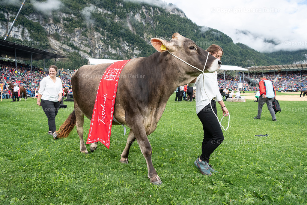 Schwingen -  ESAF 2025 Samstag | Mollis, 30.8.25, Schwingen - ESAF Samstag.