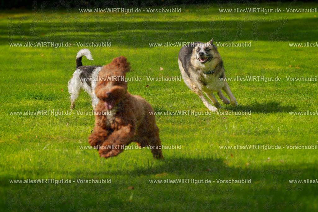 Hundeschwimmen_Grefrath_2026-allesWIRTHgut_Tierfotografie-11_24-FAY08339 | Professionelle Tierfotografie in Mönchengladbach von Daniel Wirth (allesWIRTHgut). Liebevolle & natürliche Bilder von Hunden & Katzen für unvergessliche Erinnerungen.