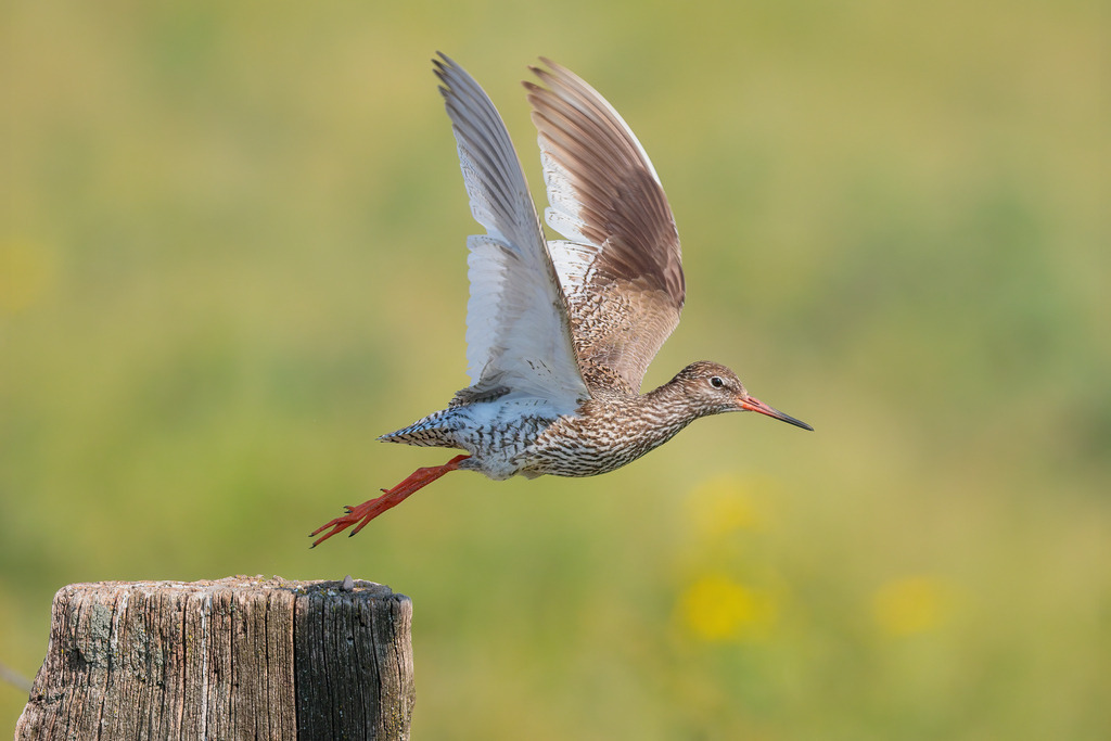 Wandbild - Fliegender Start: Der Rotschenkel erhebt sich | Dieses beeindruckende Bild zeigt einen Rotschenkel (Tringa totanus) im Moment des Abhebens von einem hölzernen Pfosten. Der Vogel, mit seinen charakteristischen roten Beinen und seinem schlanken Schnabel, ist in voller Flügelspannung zu sehen, während er sich elegant in die Lüfte erhebt. Die detaillierte Zeichnung seines Gefieders und die leuchtenden Farben seiner Beine stehen in starkem Kontrast zum weichen, grünen Hintergrund. Dieses Bild fängt die Dynamik und Anmut des Rotschenkels in seinem natürlichen Lebensraum perfekt ein und bietet einen faszinierenden Blick auf das Verhalten dieses Watvogels.