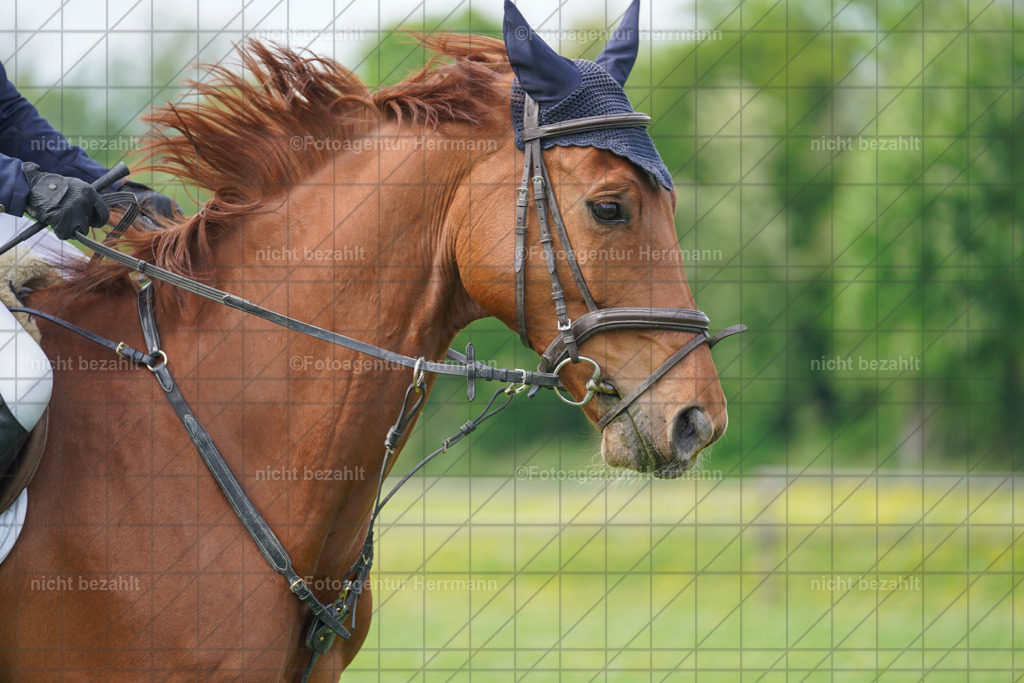 20240509-FAH02794 | Turnierbilder der Turnierfotografen Bayern, Pferdesport Fotografie, Reitsportbilder, Turnier Landberg am Lech, Turnierbilder bayern, Fotoagentur Herrmann