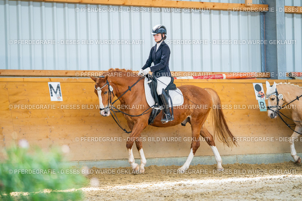 DSC08572 | Pferdegrafie