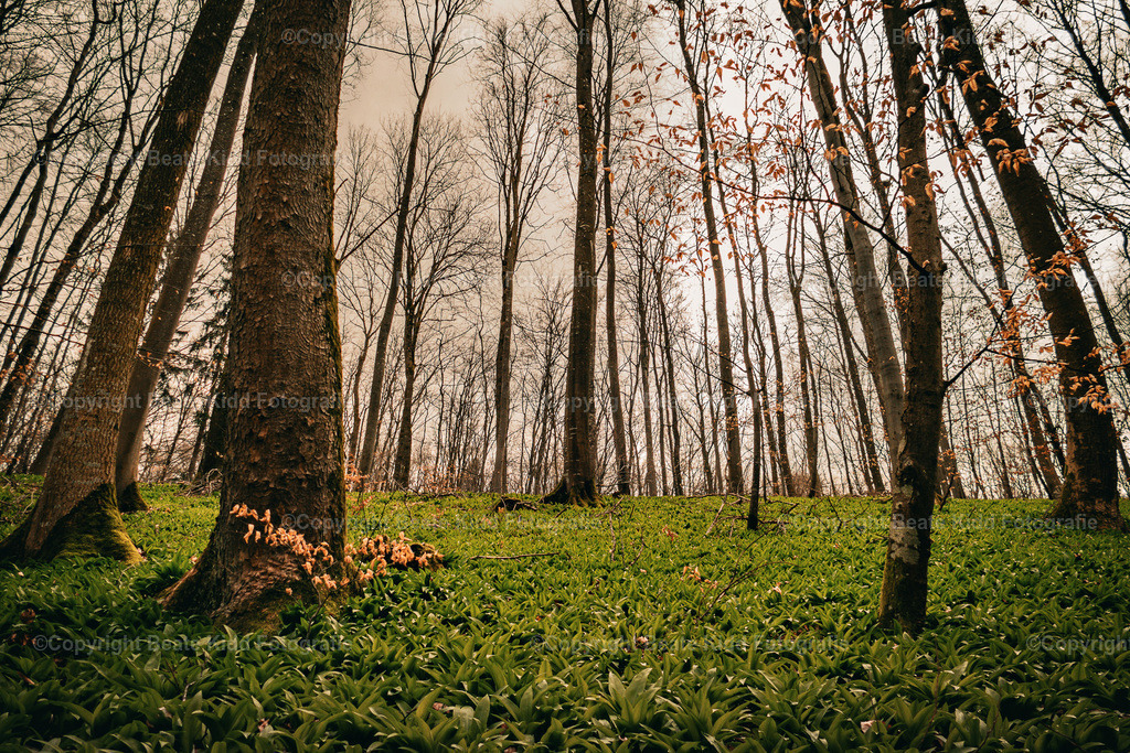 P1700929 | beatekidd-fotografie - Realisiert mit Pictrs.com