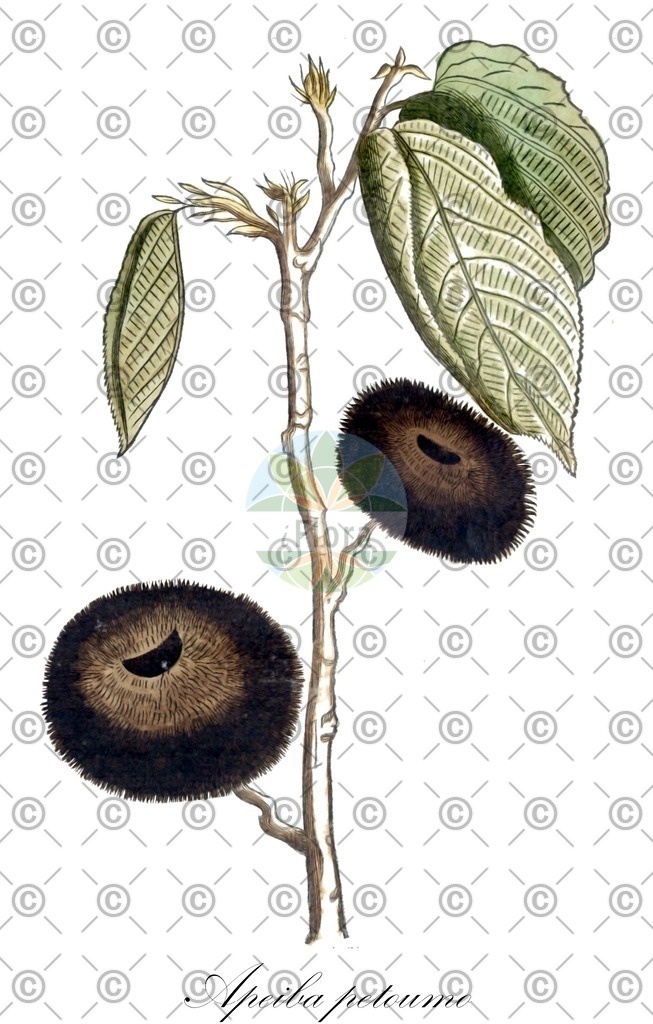 HistAbb_wfo-0000539840_1_ENZY_Simple | Historische Abbildung von Apeiba petoumo - Malvaceae | Historical Illustration of Apeiba petoumo - Malvaceae
