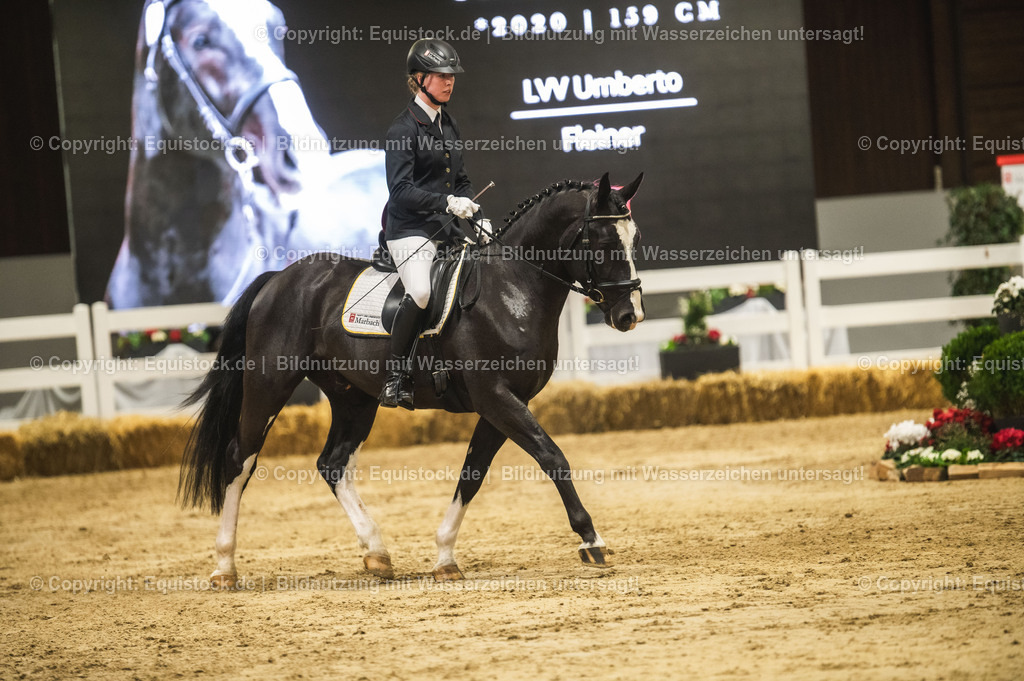 20240302_Hengstvorstellung_Marbach_TOMsPiC_0706 | equistock