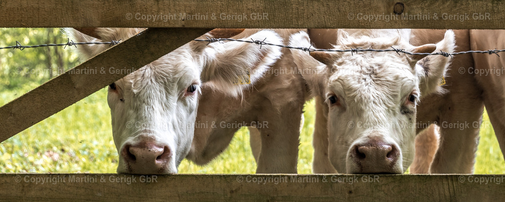 Markus Gerigk_32 | Martini & Gerigk - Realisiert mit Pictrs.com