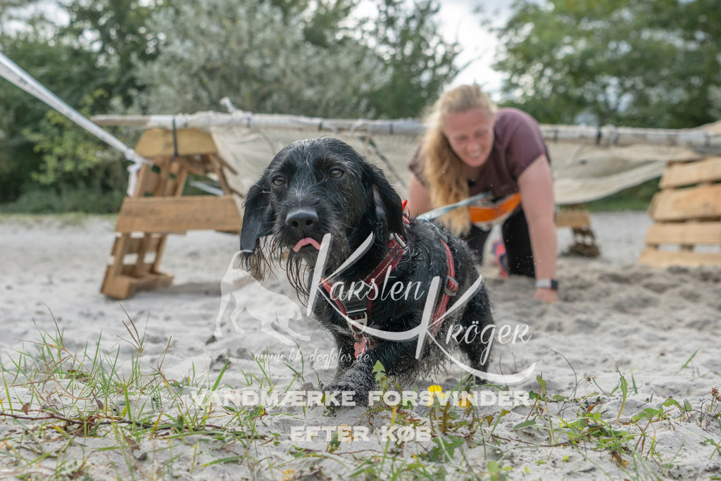 1142_ZZ98716 | kk-dogfotos