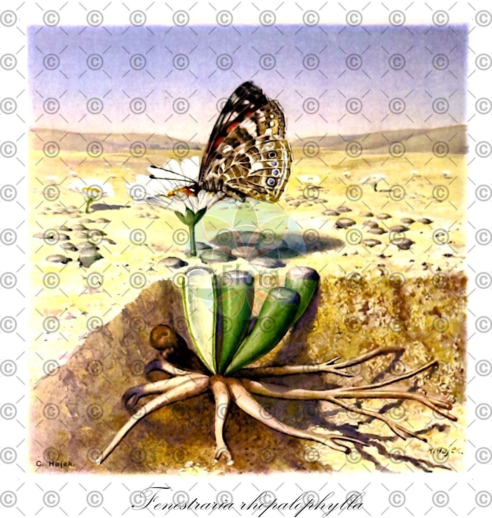 HistAbb_wfo-0000966998_1_ENZY_Simple | Historische Abbildung von Fenestraria rhopalophylla - Aizoaceae | Historical Illustration of Fenestraria rhopalophylla - Aizoaceae