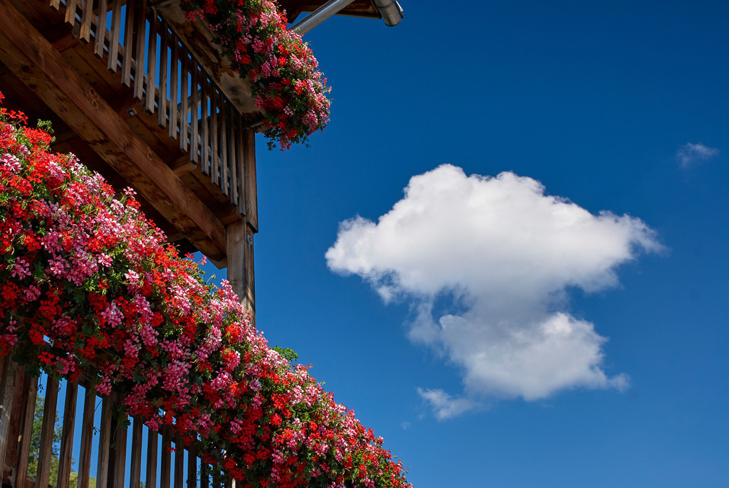 Blumenschmuck am Balkon | Fraxern, Austria - August 09, 2010: Blumenschmuck am Balkon mit blauem Himmel und weisser Wolke. - Realisiert mit Pictrs.com