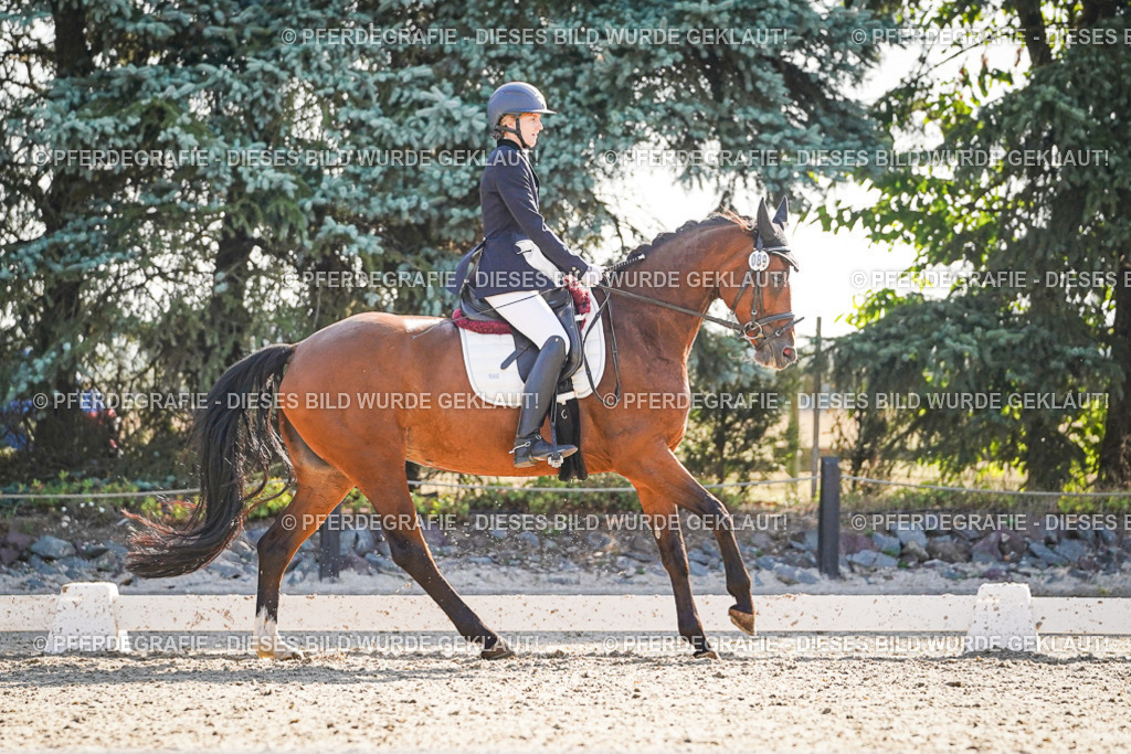 DSC09251 | Pferdegrafie