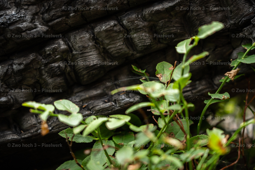 Obere_Affensteinpromenade_Kraut_Holz_Waldbrand_Unschaerfe | 2022-09-02_Waldbrandgebiete_2 - Realisiert mit Pictrs.com