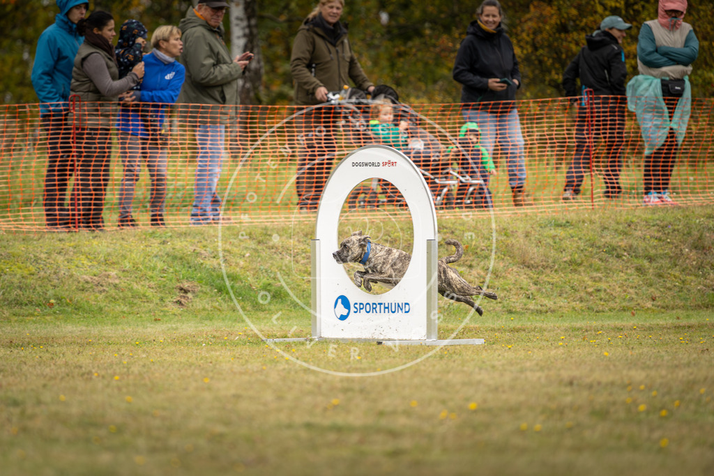 Pfotenfotografie_DV3A4347 | Hundefotografie, Tierfotograf, Pfotenfotografie, Fotoshooting Hund, Hunde Portrait, Hundesport, Hundeportraits, Heideshooting, Hunde, Sportfotograf, Hundefotograf, Turnierhundsport, THS,  - Realisiert mit Pictrs.com