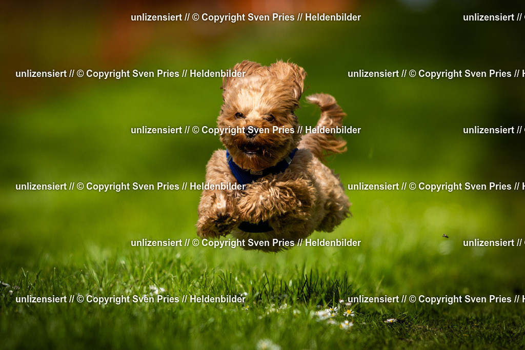 Sven Pries | 2025-04-13 - Hunderennen Baden-Baden - Realisiert mit Pictrs.com