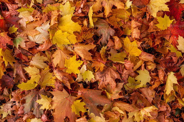 Herbst