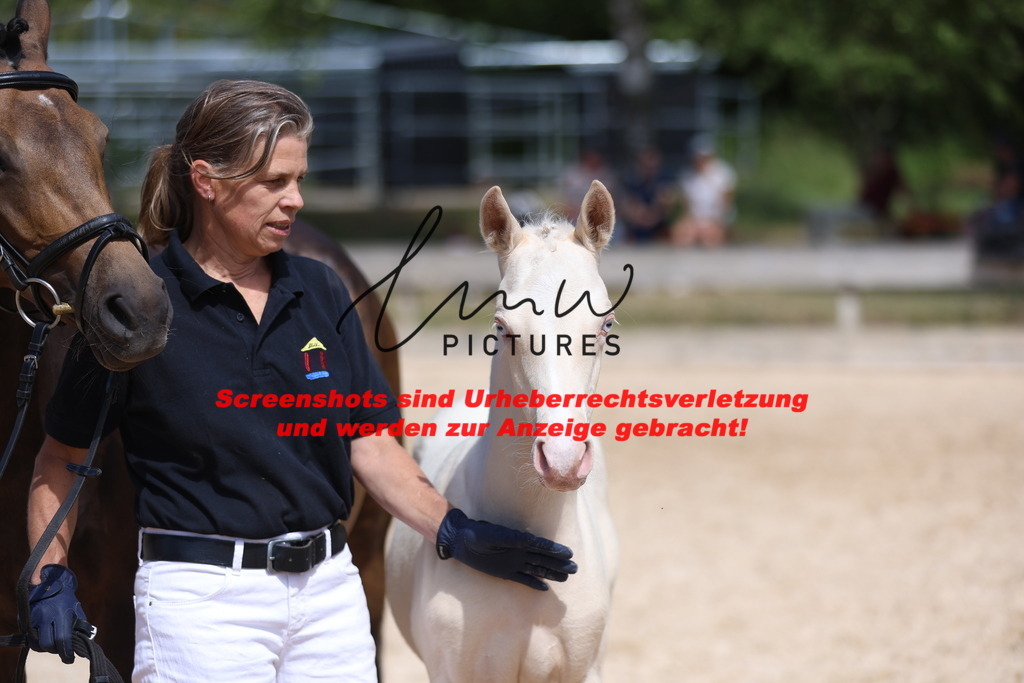 Fohlenschau_Schwäbisch_Hall_Ponys_KN 46_5 | lmwpictures - Realisiert mit Pictrs.com