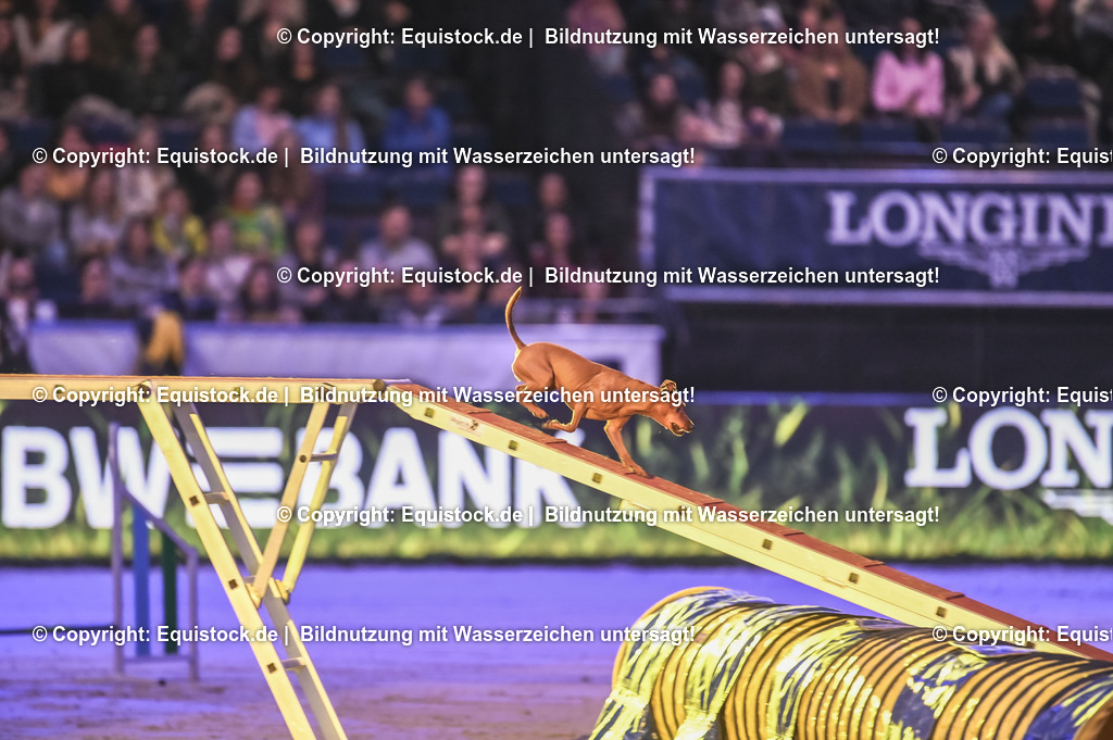 20231115_Dog-Agility_0039_TOMsPiC | Foto: Thomas Hartig