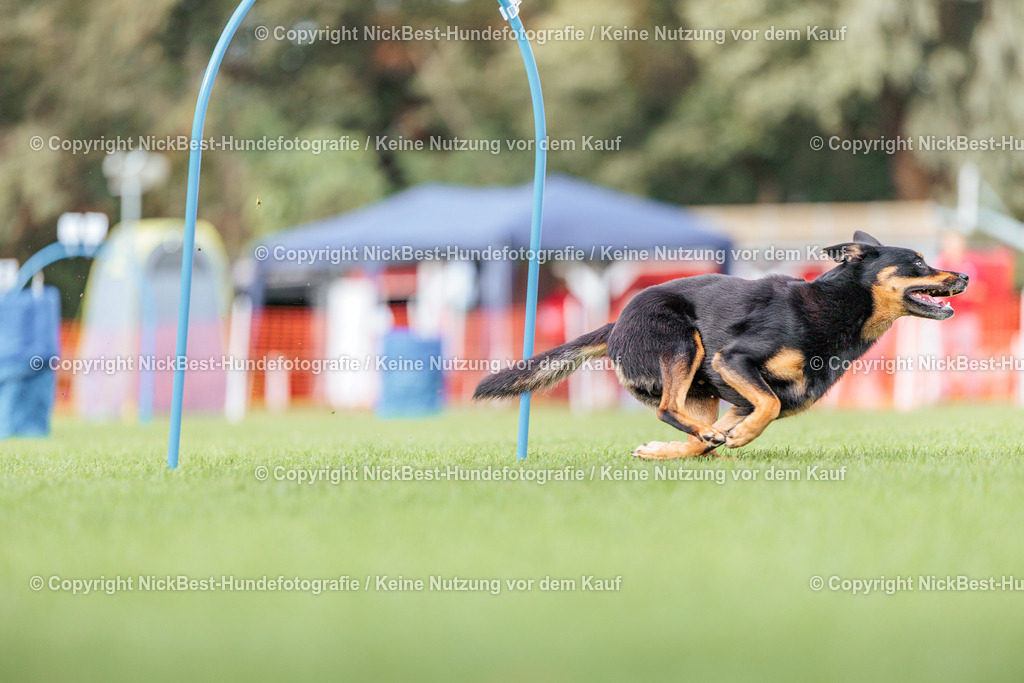 BSP Hoopers-H3-2026-Nickbest-Hundefotografie-TuS Komet Arsten e.V.-0247 | Dein Hund! Dein Moment! Deine Erinnerungen! Hundefotografie in Bremen Blumenthal. Ich fange die besonderen Momente deines Vierbeiners ein – ob Indoor mit Blitzanlage oder in der freien Natur. Sicher dir dein Moment und dein Termin für eure Erinnerungen.