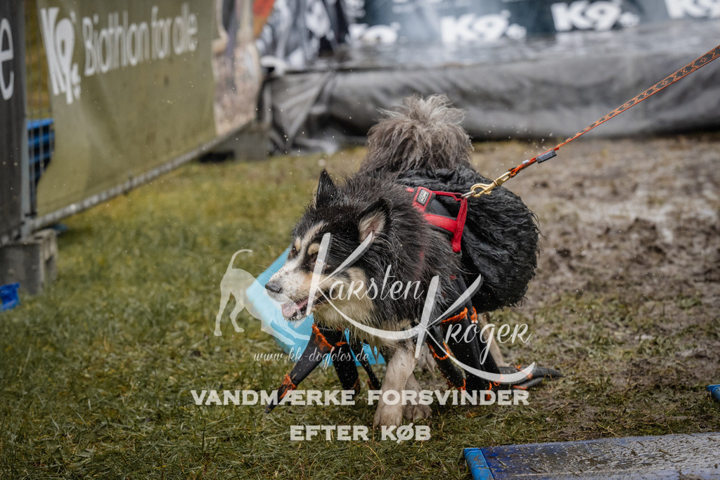 1111_ZZ91930 | kk-dogfotos