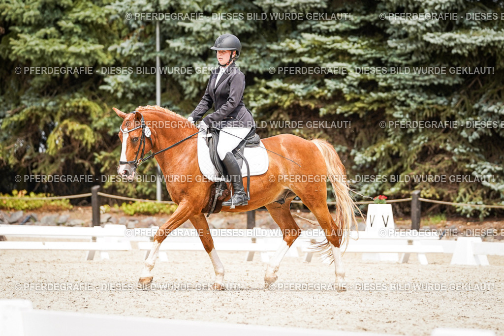 DSC04221 | Pferdegrafie