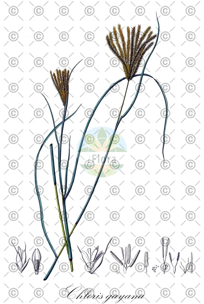 HistAbb_7NSPX_1_ENZY_Simple | Historische Abbildung von Chloris gayana - Poaceae | Historical Illustration of Chloris gayana - Poaceae