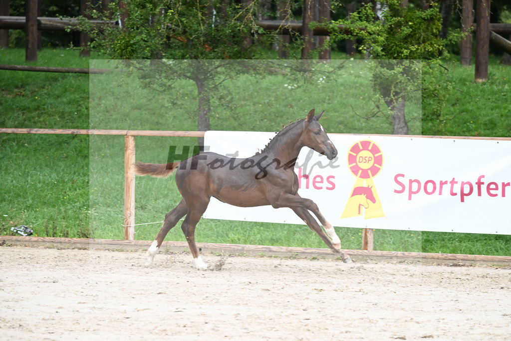 Kat-Nr. 16 SF Flashbang_Fischer_25230326 | hf-fotografie - Realisiert mit Pictrs.com