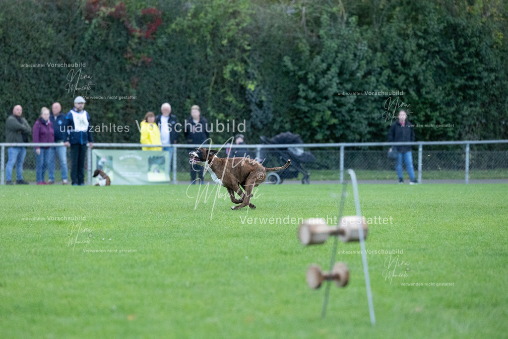 _16A4487 | Einzigartige Fotos von Hunden & Menschen –Actionfotos, Portraits, Vereinsaufnahmen & Paarshootings – authentisch, lebendig & mit Herz.