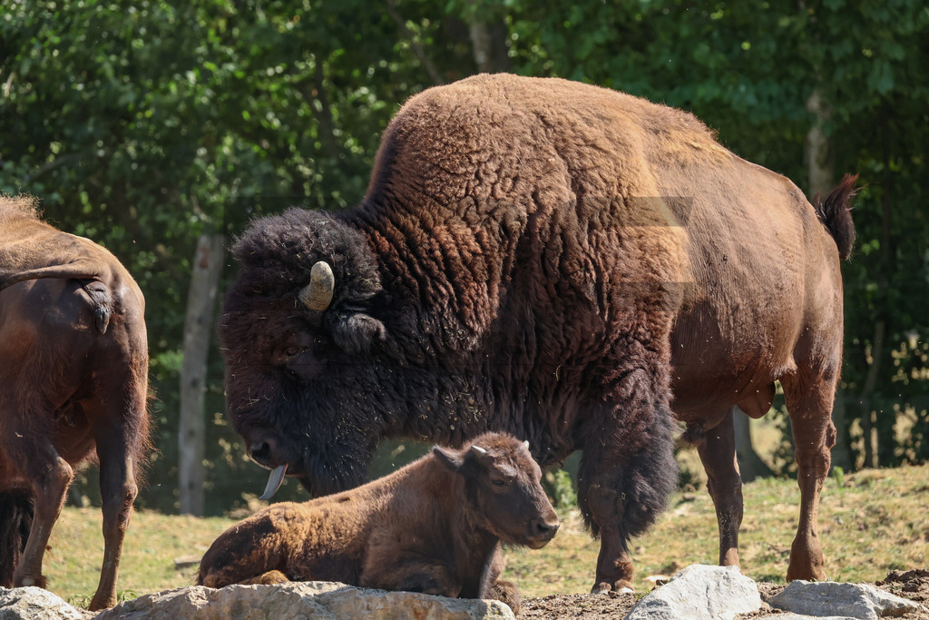 Bisons at Tierpark Herberstein // Bisons im Tierpark Herberstein | Bisons at Tierpark Herberstein in Styria, Austria. The scene shows the powerful animals in their enclosure and highlights their impressive appearance, calm presence and natural behavior in the zoo environment. // Bisons im Tierpark Herberstein in der Steiermark, Österreich. Die Szene zeigt die kraftvollen Tiere in ihrem Gehege und hebt ihr eindrucksvolles Erscheinungsbild, ihre ruhige Präsenz und ihr natürliches Verhalten im Tierpark hervor. - Realisiert mit Pictrs.com