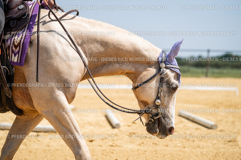 DSC01087 | Pferdegrafie