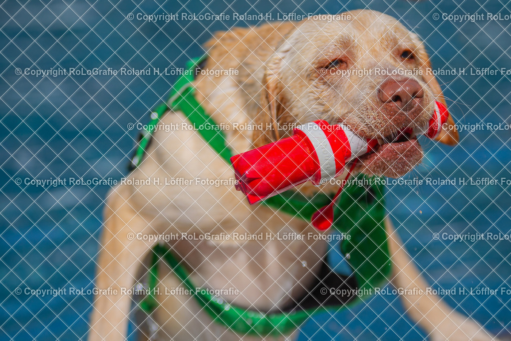 Labrador-Badetag_03 | Labrador klettert aus Schwimmbecken - Realisiert mit Pictrs.com