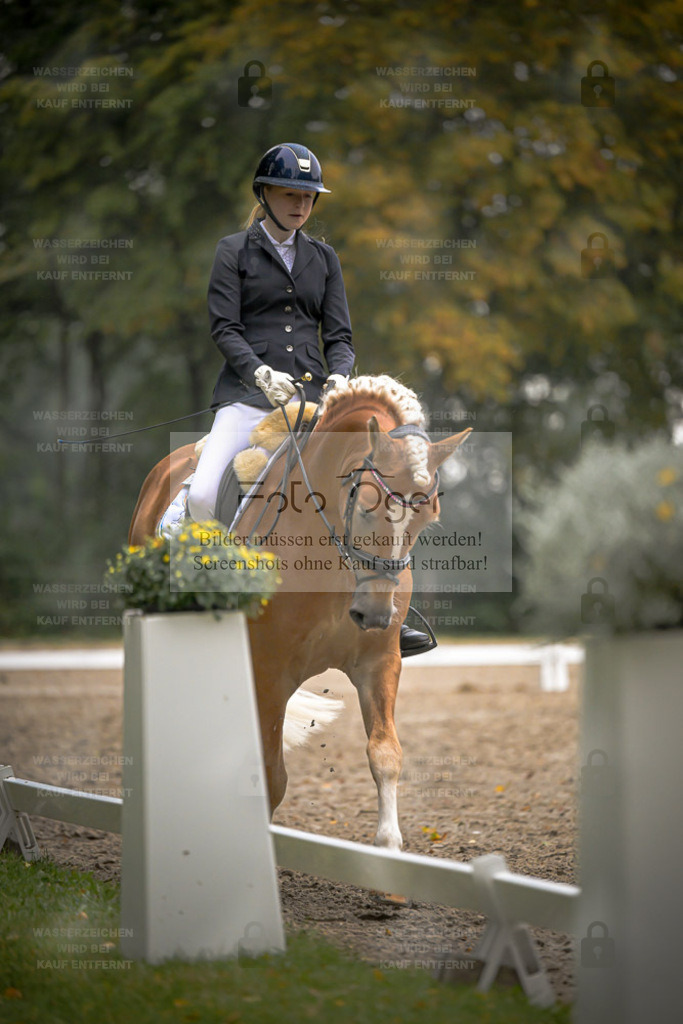 FOTO OGER | Entdecke hochwertige Reitturnierfotos von Foto Oger. Professionell, emotional und authentisch – jetzt Lieblingsmomente im Shop bestellen. - Realisiert mit Pictrs.com