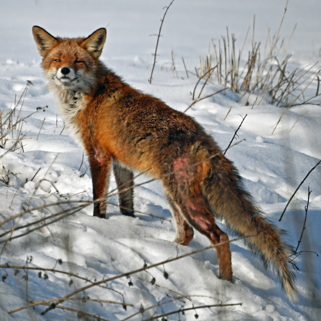 Fuchs04 | greenwatching-with-luci - Realisiert mit Pictrs.com