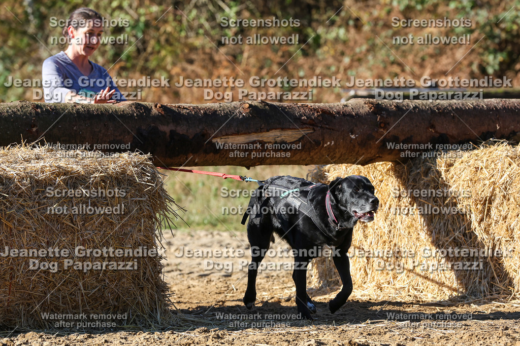 Dog Paparazzi - Strongdog 10-25-2232 | Dog Paparazzi Jeanette Grottendiek Fotografie & Videografie - Realisiert mit Pictrs.com