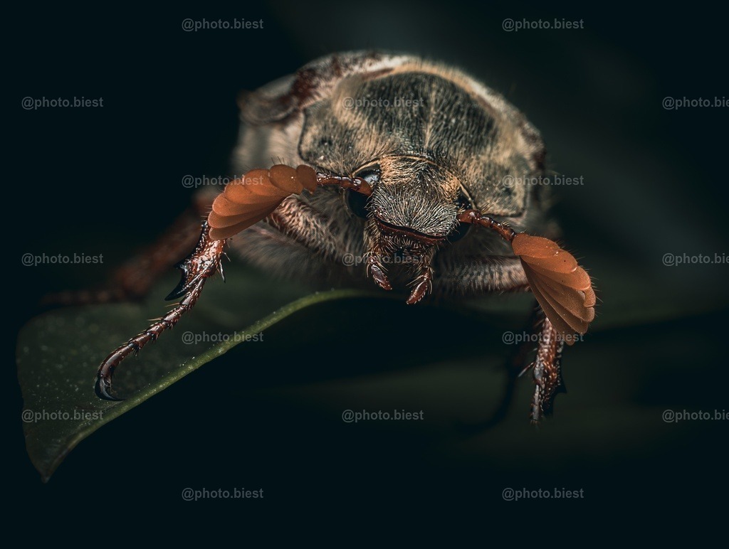 Maikäferpose | Ein Maikäfer auf einem Blatt. - Realisiert mit Pictrs.com