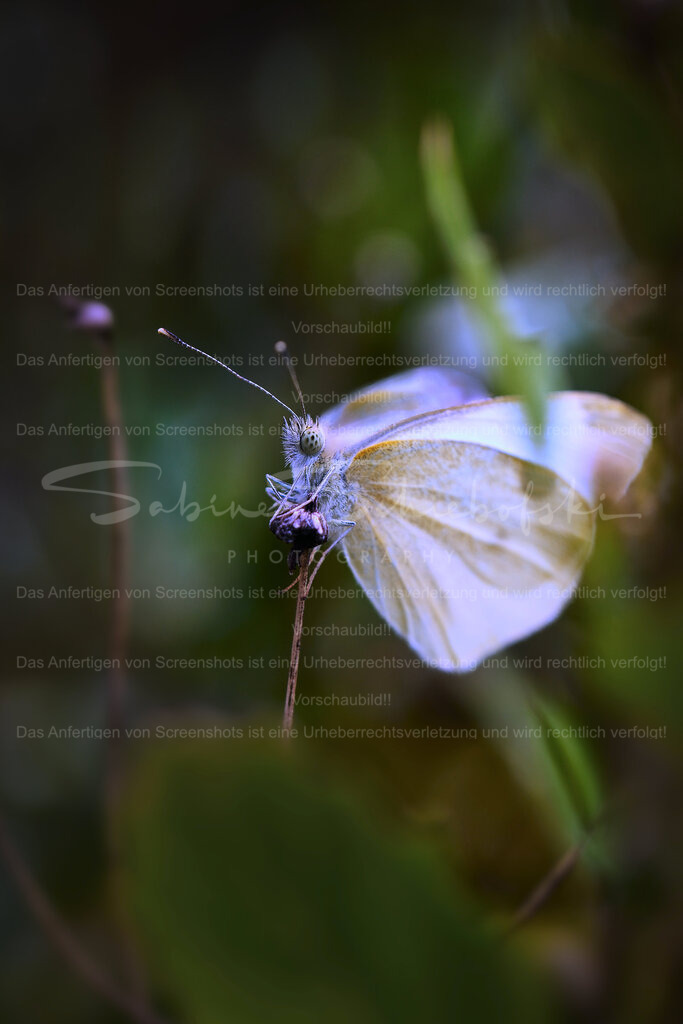 Wandbild Schmetterling | Exklusive Naturfotografie für stilvolle Wanddekoration ★ Premium Wandbilder Made in Germany ✔️ FineArt Drucke & Downloads ✔️ Brillante Farben, höchste Qualität & weltweiter Versand ✔️ - Realisiert mit Pictrs.com