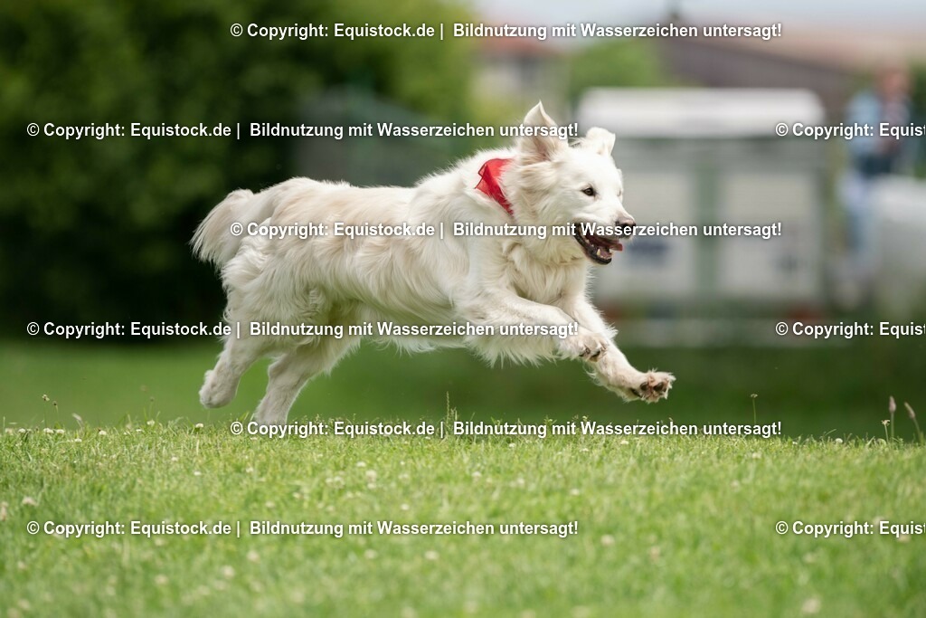 20200613_Hund_0053 | equistock