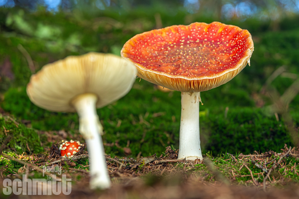 PS-Natur-2026-23 | Entdecke die größte Bildgalerie der Region mit Fotografien aus dem Allgäu, der Bodenseeregion, Oberschwaben, dem Donautal und der Schwäbischen Alb. Landschaften, Luftaufnahmen und Reisefotografie als Wandbild und Fotokunst. - Realisiert mit Pictrs.com