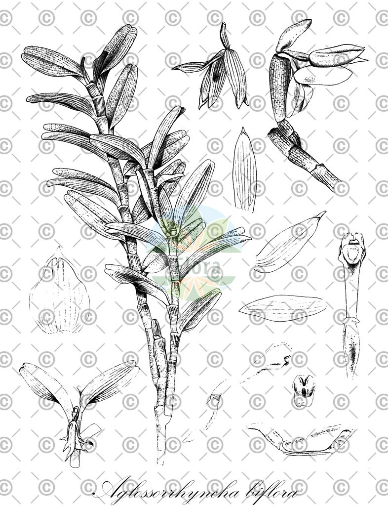 HistAbb_wfo-0000924811_1_ENZY_Simple | Historische Abbildung von Aglossorrhyncha biflora - Orchidaceae | Historical Illustration of Aglossorrhyncha biflora - Orchidaceae
