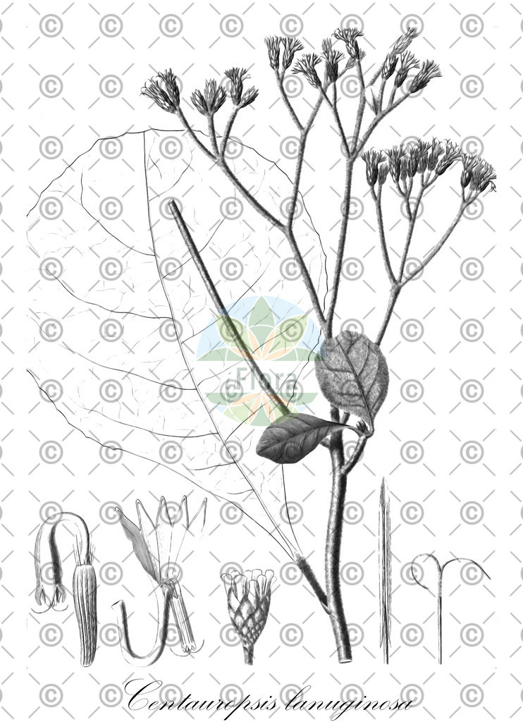 HistAbb_wfo-0000594096_1_ENZY_Simple | Historische Abbildung von Centauropsis lanuginosa - Asteraceae | Historical Illustration of Centauropsis lanuginosa - Asteraceae