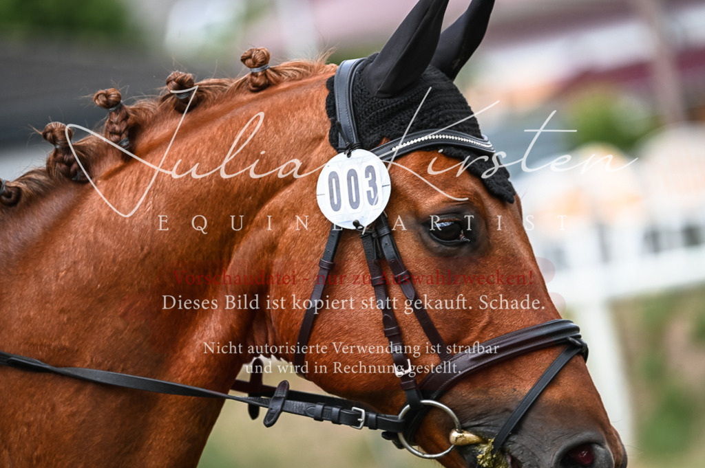 DSC_8189 | Pferde- und Turnierfotografie in Westsachsen. Pferdeportraits, Auftragszeichnungen und intuitive Kunst.