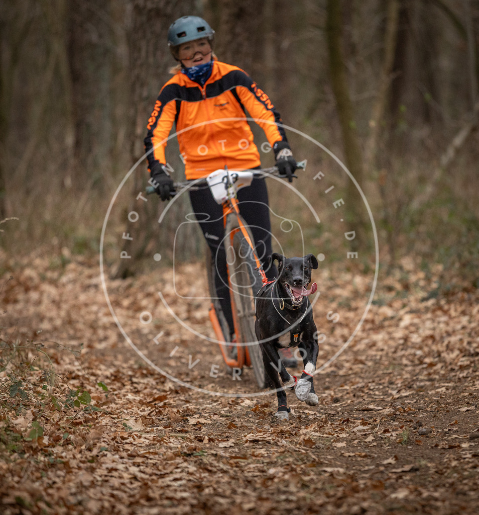 Pfotenfotografie_DV3A7579 | Hundefotografie, Tierfotograf, Pfotenfotografie, Fotoshooting Hund, Hunde Portrait, Hundesport, Hundeportraits, Heideshooting, Hunde, Sportfotograf, Hundefotograf, Turnierhundsport, THS,  - Realisiert mit Pictrs.com